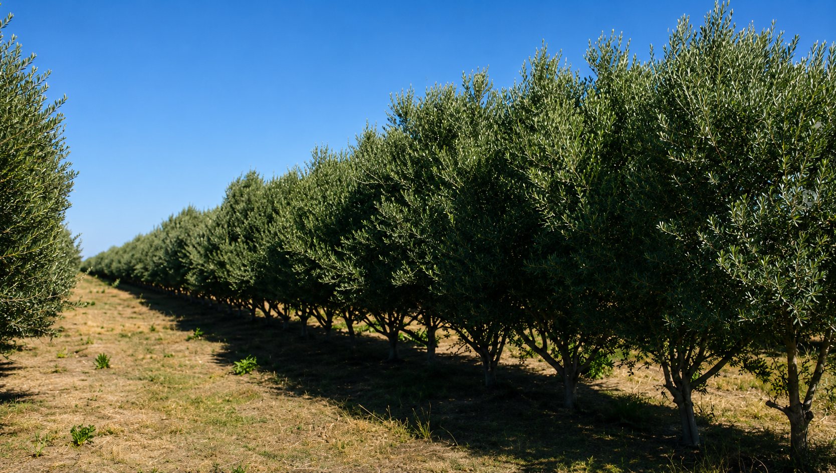 Vita Nova