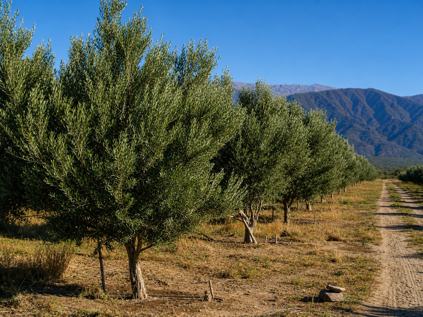Una idea que empezó en el campo